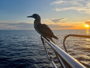 > Crossing to Galapagos